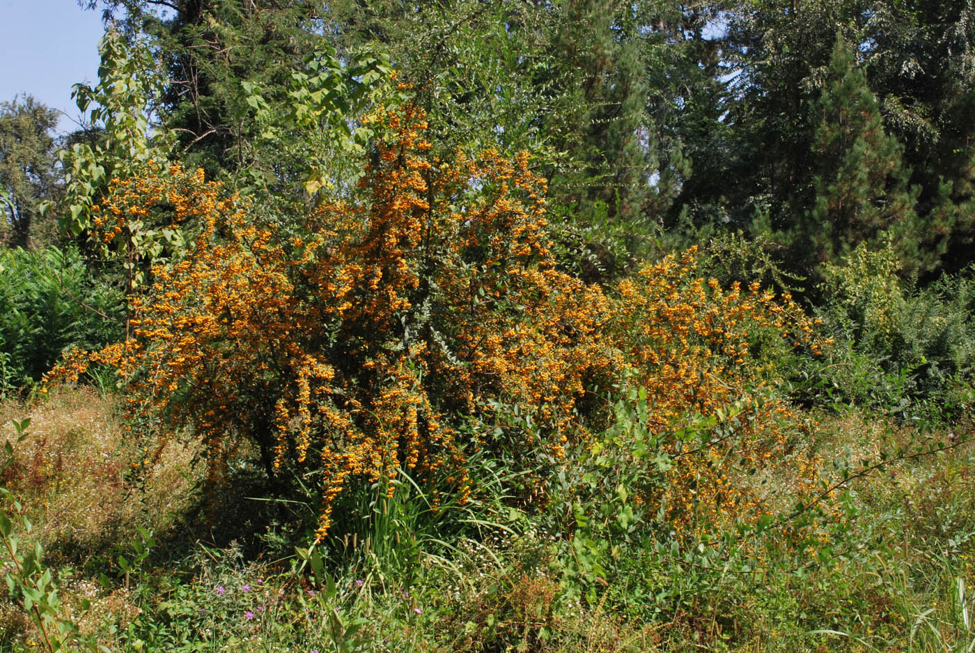 Image of Pyracantha crenulata specimen.