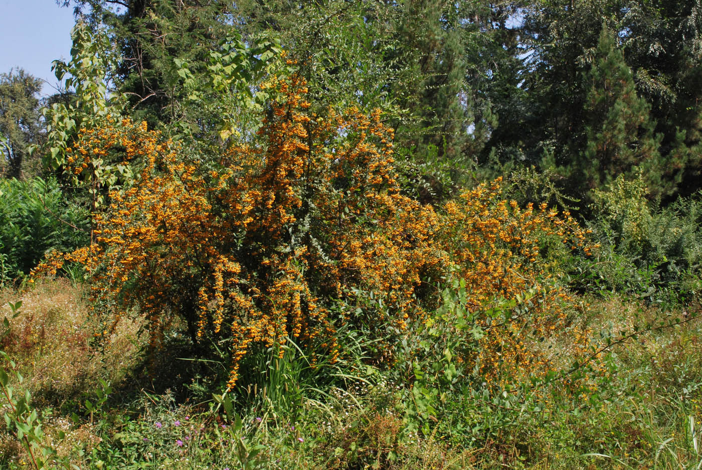 Изображение особи Pyracantha crenulata.