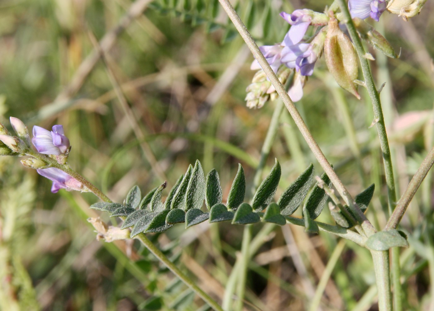 Изображение особи Oxytropis glabra.