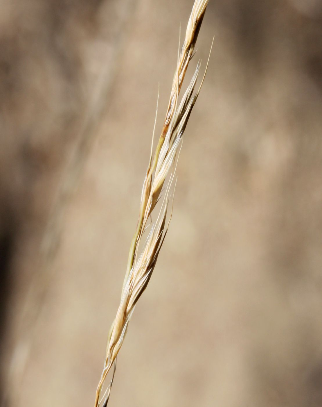 Image of Achnatherum bromoides specimen.