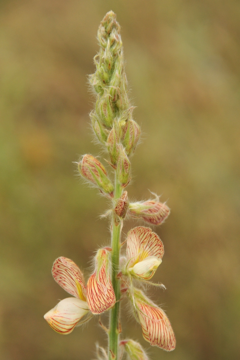 Image of Onobrychis chorassanica specimen.