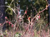 Rosa cinnamomea