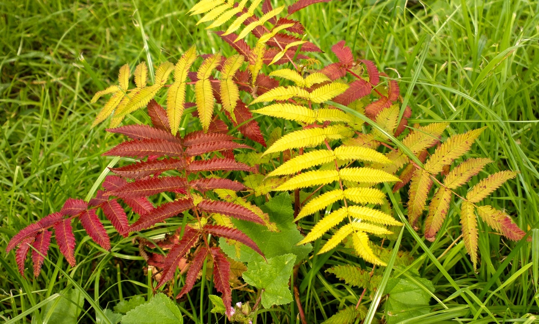 Image of Sorbaria sorbifolia specimen.