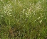 Lepidium latifolium. Цветущие растения. Восточный Казахстан, Уланский р-н, окр.с. Украинка, луг. 10.07.2016.