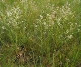 Lepidium latifolium