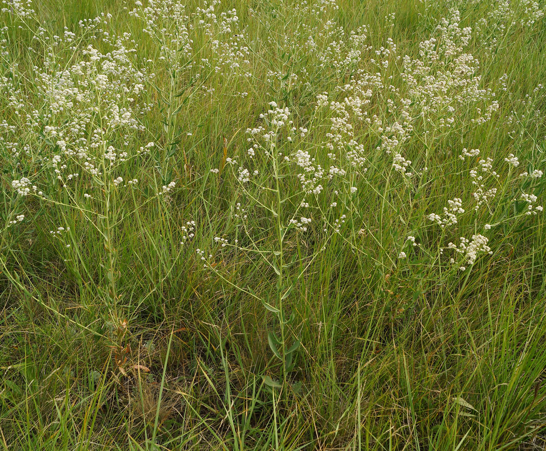 Изображение особи Lepidium latifolium.