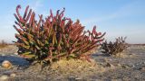 Salicornia perennans. Плодоносящее растение. Краснодарский край, м/о Анапа, окр. станицы Благовещенская, Витязевский лиман, песчано-ракушечный пляж. 12.11.2016.