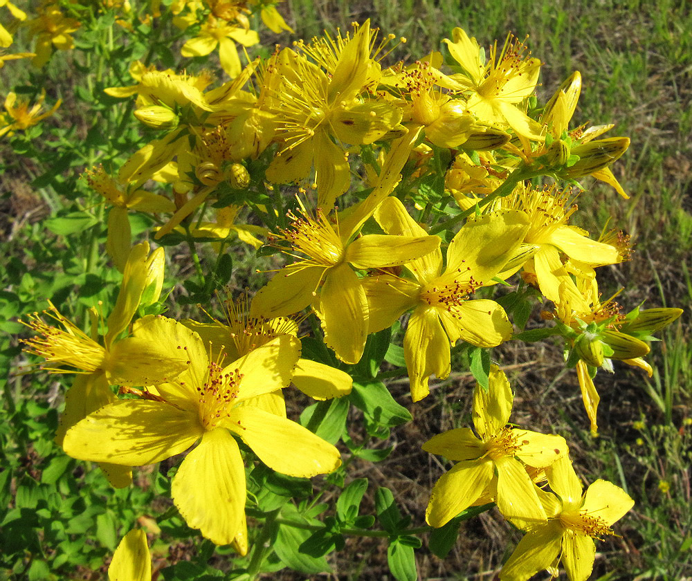 Изображение особи Hypericum perforatum.