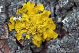 Xanthoria parietina. Таллом с апотециями. Ростовская обл., Неклиновский р-н, Новобессергеневское с/п, у дороги на стволе дерева. 06.02.2013.