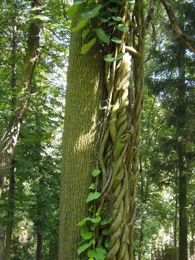 Image of genus Aristolochia specimen.