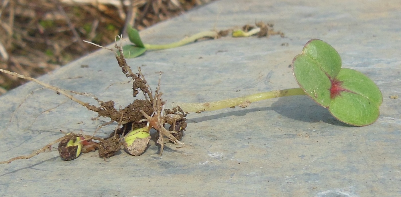 Image of Impatiens glandulifera specimen.