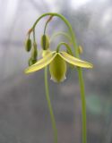 Albuca canadensis