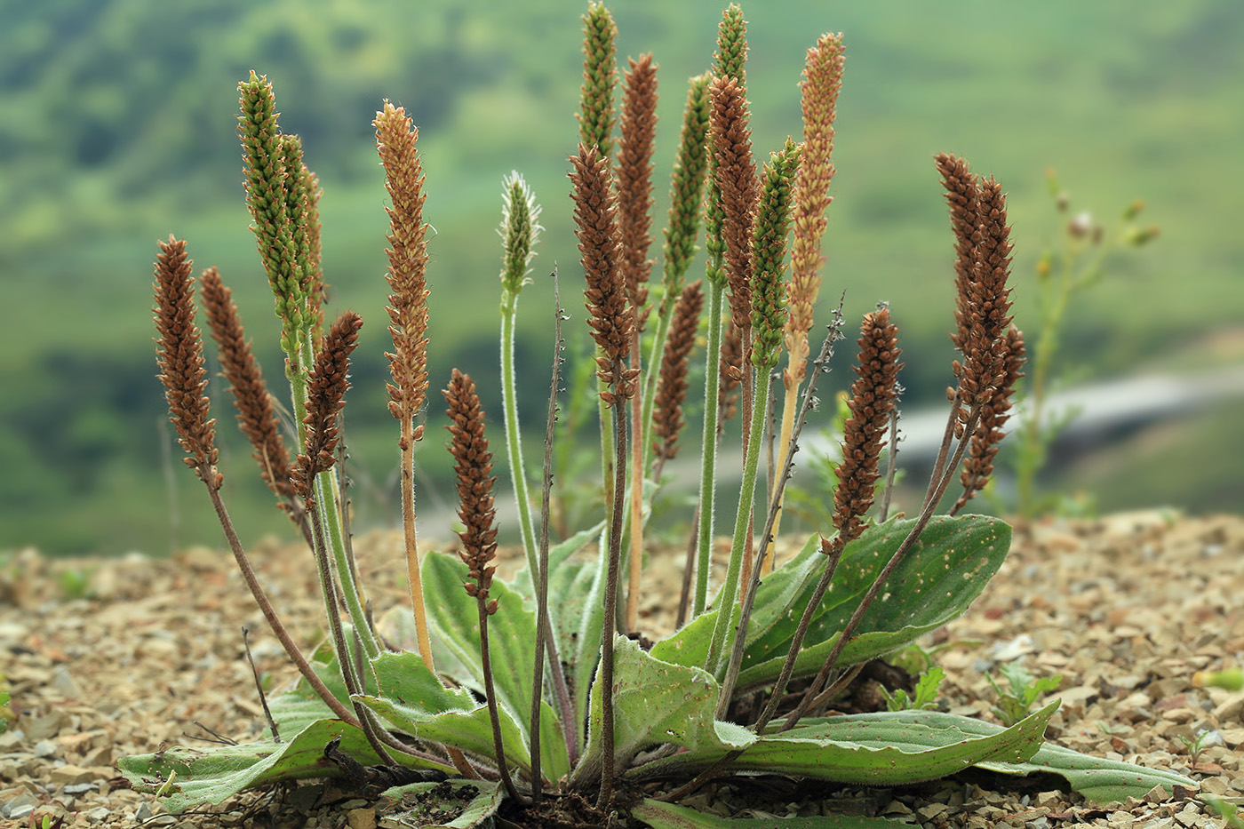 Image of Plantago camtschatica specimen.