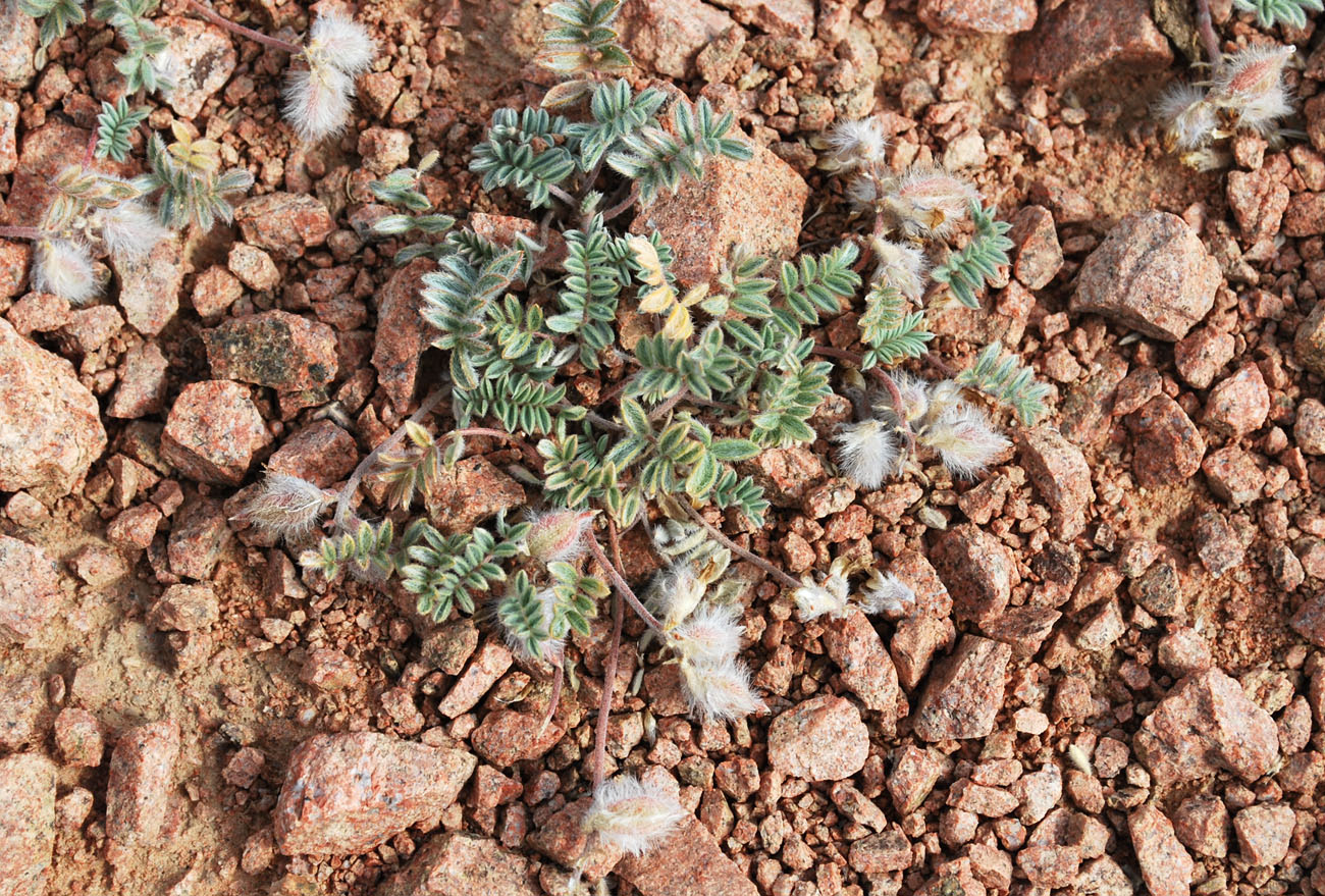 Image of Oxytropis jucunda specimen.