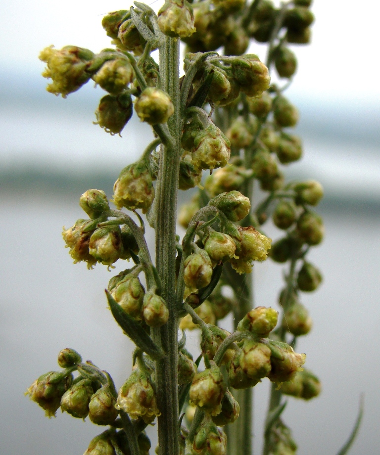 Изображение особи Artemisia armeniaca.