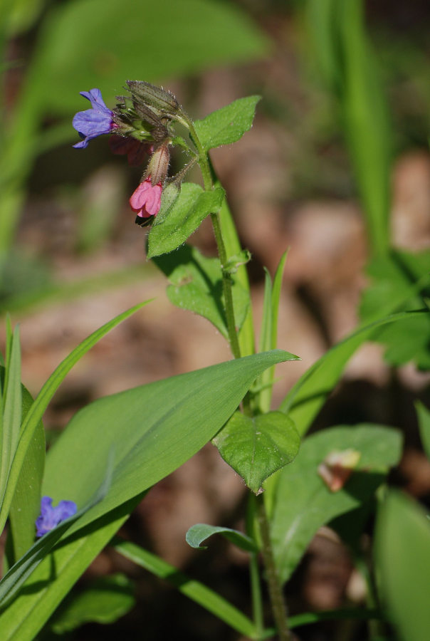 Image of Pulmonaria obscura specimen.