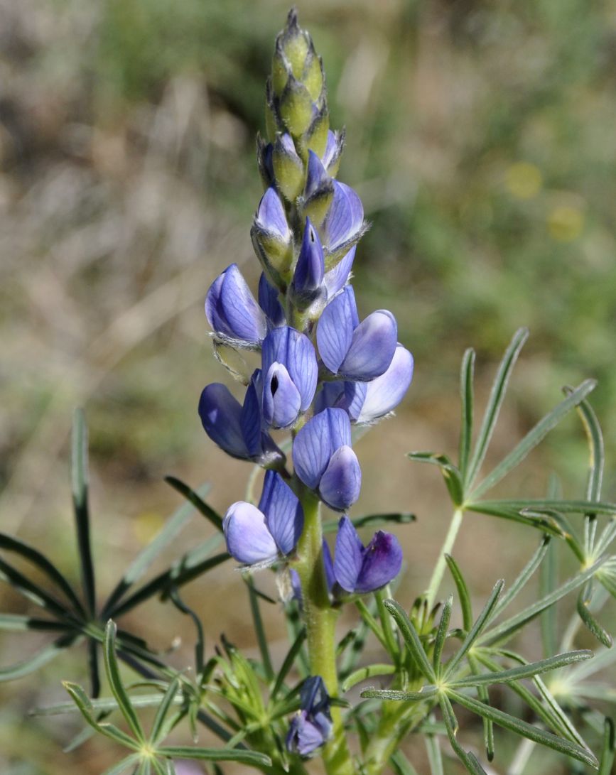 Изображение особи Lupinus angustifolius.