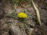 род Taraxacum. Цветущее растение. Адыгея, Майкопский р-н, окр. пос. Гузерипль, г. Казачья, пологая каменистая вершина отрога с ЮВ стороны горы. 29.03.2017.