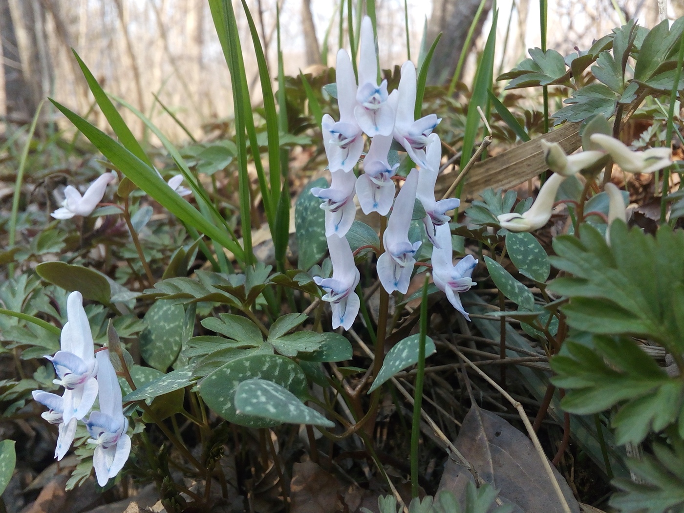 Image of Corydalis repens specimen.