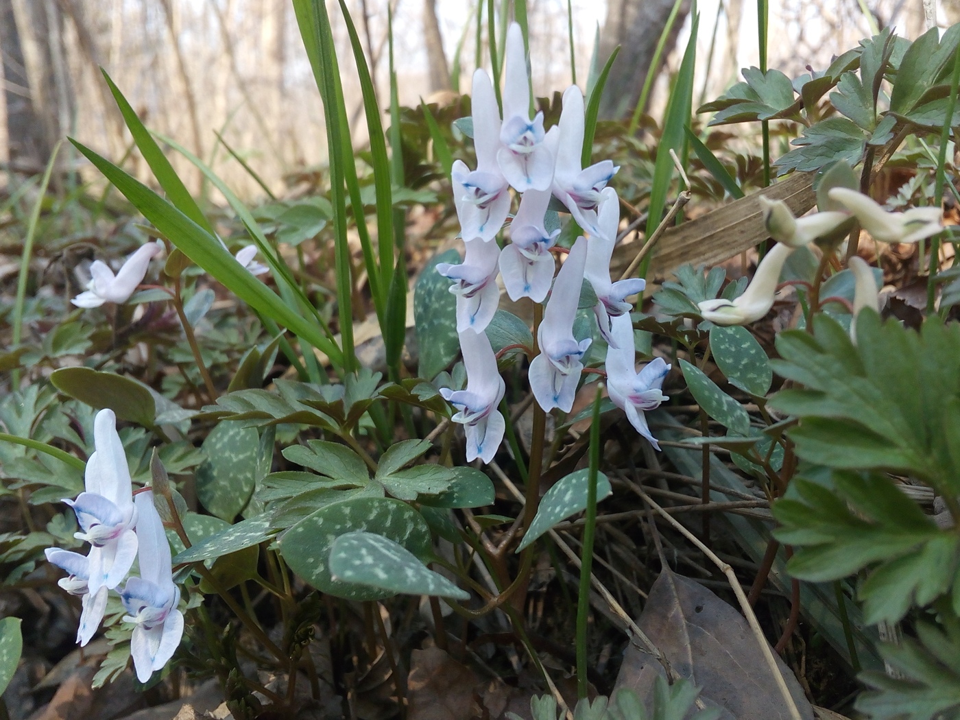 Изображение особи Corydalis repens.