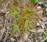 Acer mandshuricum