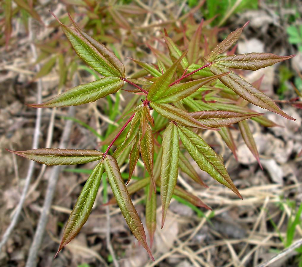 Изображение особи Acer mandshuricum.