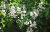 Spiraea cantoniensis. Верхушки побегов с соцветиями ('Flore Pleno'). Узбекистан, г. Ташкент, Ботанический сад им. Ф.Н. Русанова. 30.04.2017.