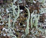 Cladonia coniocraea. Талломы среди печёночника в основании берёзы. Кировская обл., окр. г. Кирово-Чепецк, смешанный лес. 25.05.2017.