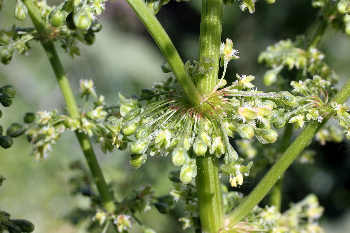 Изображение особи Rumex conglomeratus.