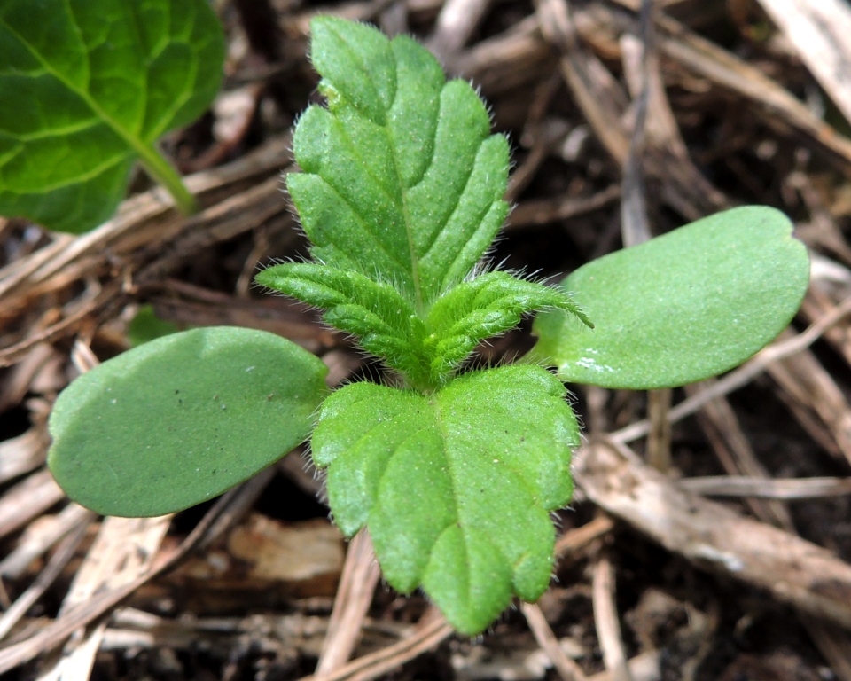 Image of genus Galeopsis specimen.