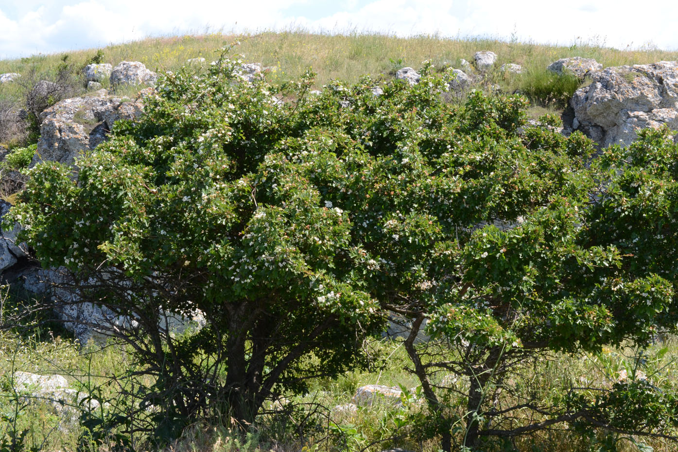 Image of Crataegus taurica specimen.