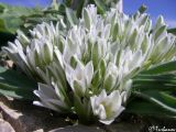 Ornithogalum fimbriatum