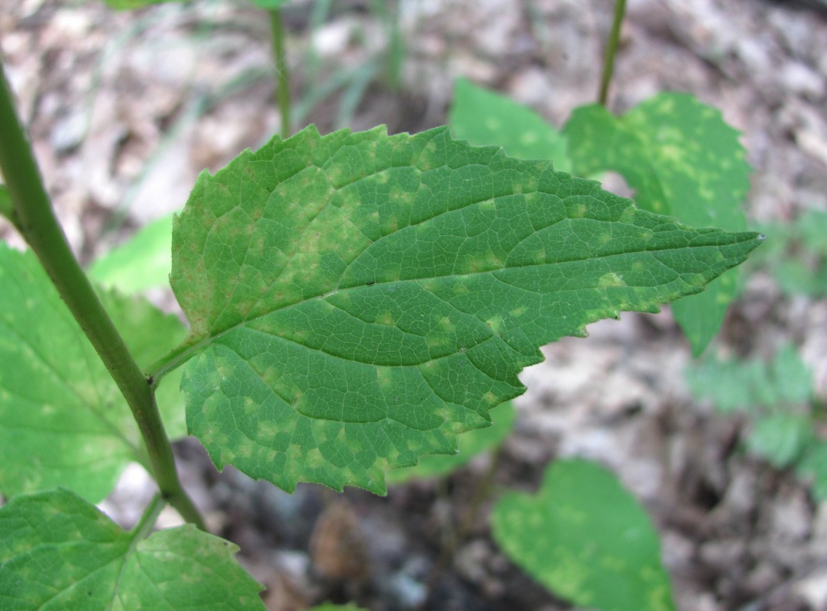 Image of Campanula rapunculoides specimen.