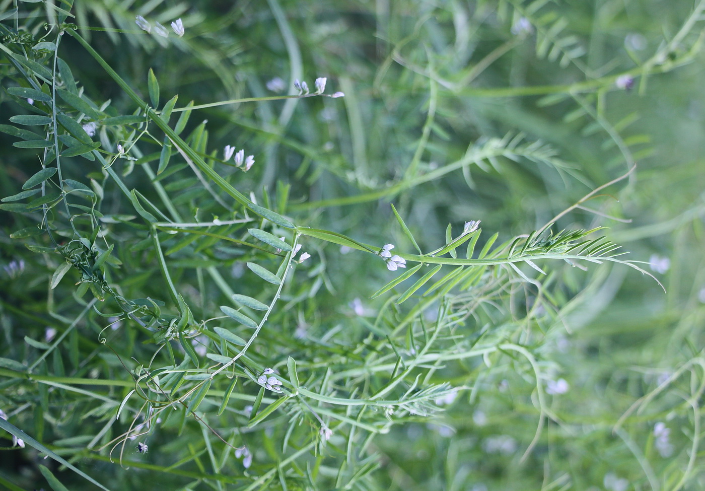 Изображение особи Vicia hirsuta.