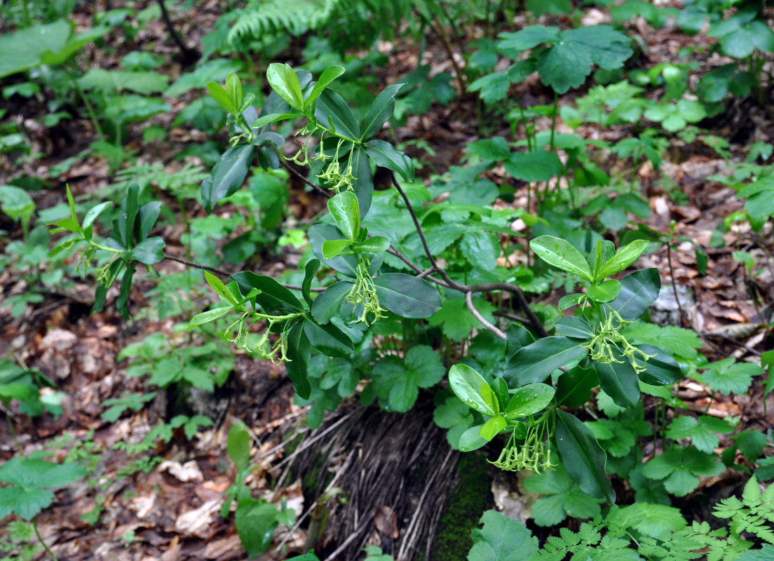 Image of Daphne pontica specimen.