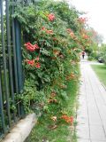 Campsis radicans. Цветущая лиана. Волгоград, Набережная, Приход всех Святых, озеленение забора. 19.09.2016.