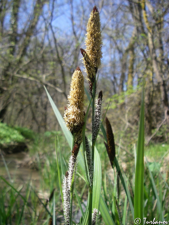 Изображение особи Carex riparia.