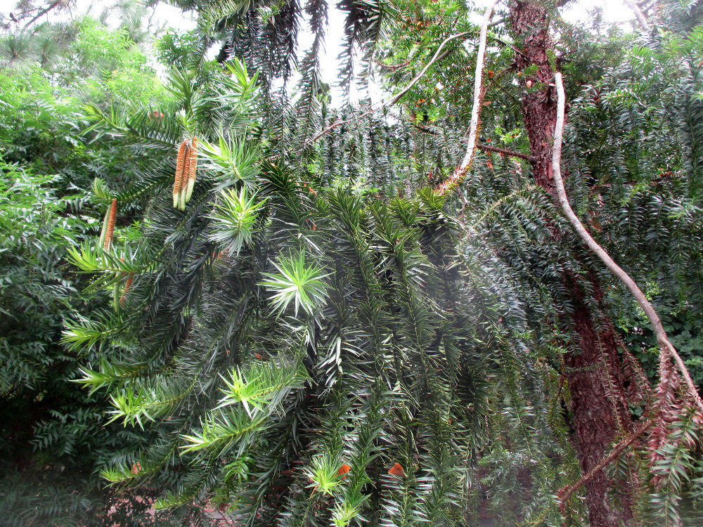 Изображение особи Araucaria hunsteinii.