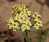 Achillea &times; submicrantha
