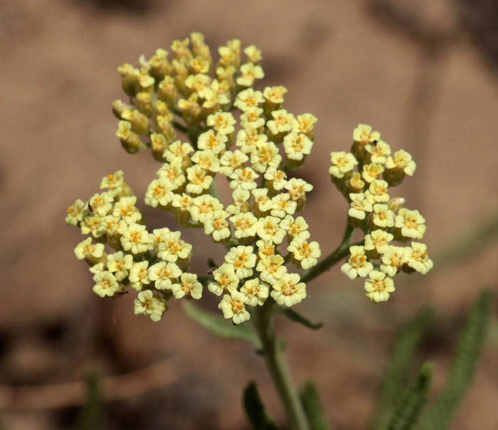 Image of Achillea &times; submicrantha specimen.