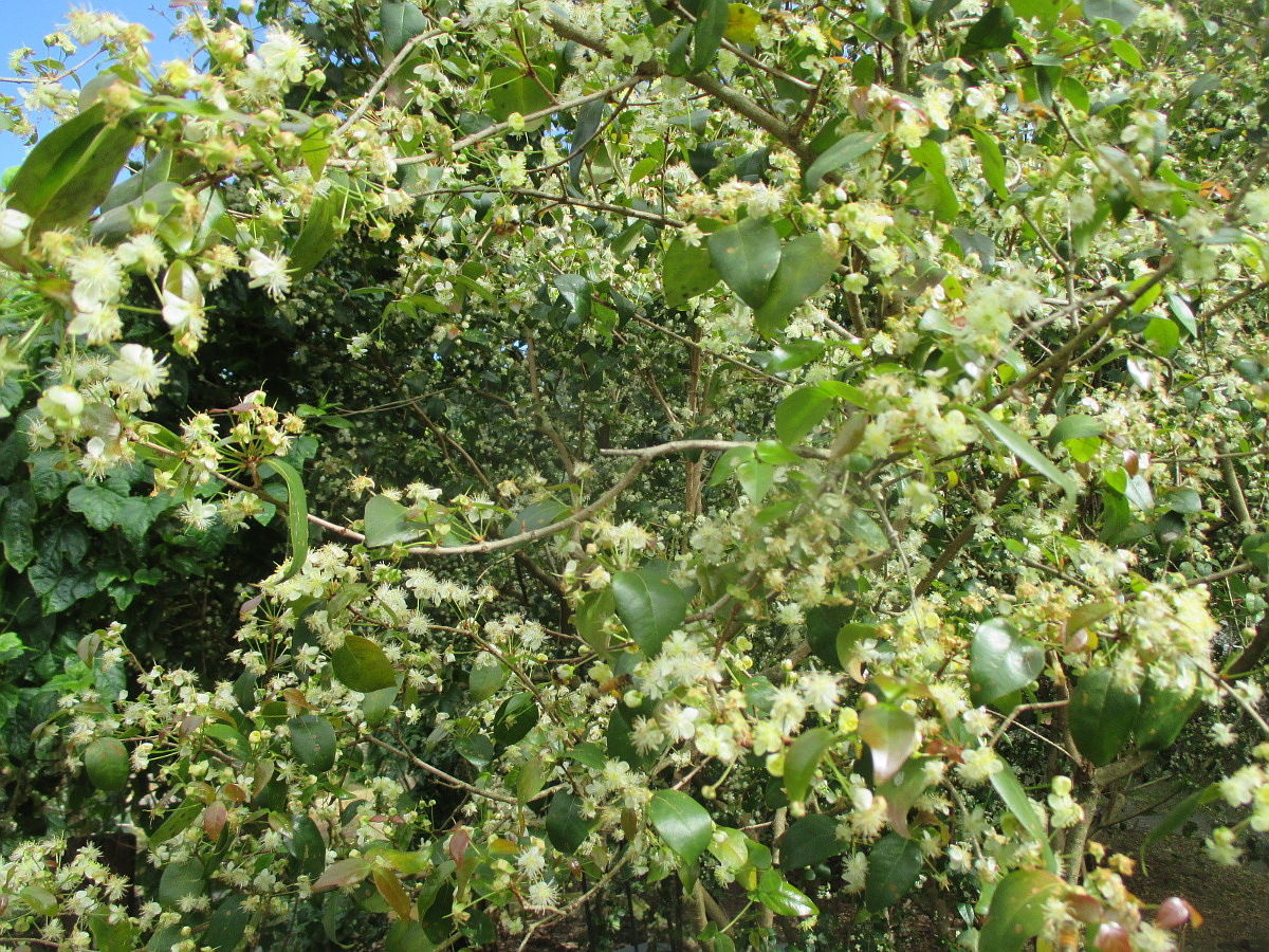 Image of Eugenia uniflora specimen.