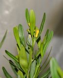 Cneorum tricoccon