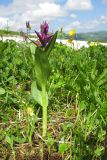 Dactylorhiza euxina