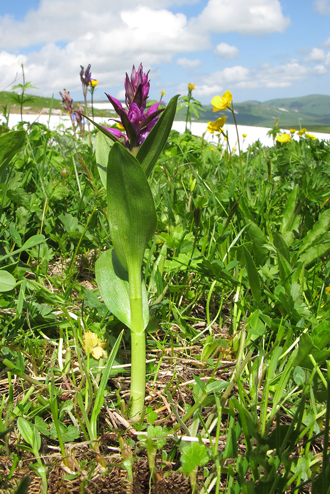 Image of Dactylorhiza euxina specimen.