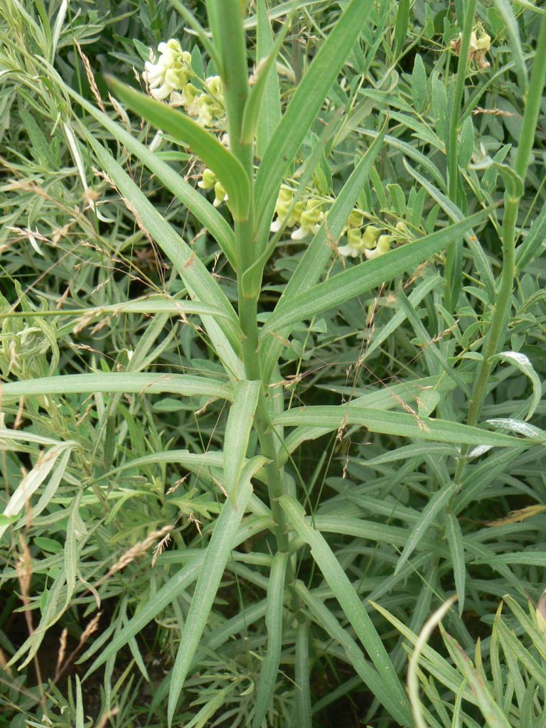 Image of Lilium callosum specimen.