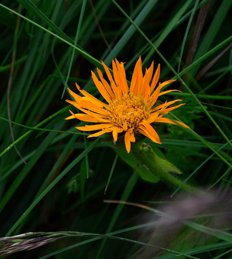 Изображение особи Inula grandiflora.