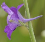 Delphinium phrygium