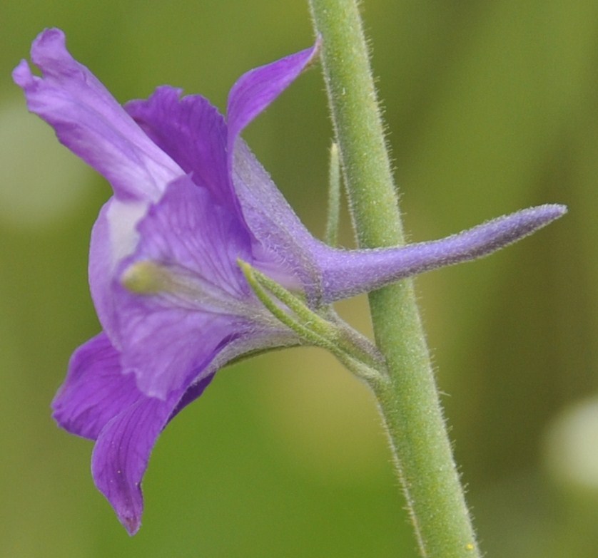 Изображение особи Delphinium phrygium.