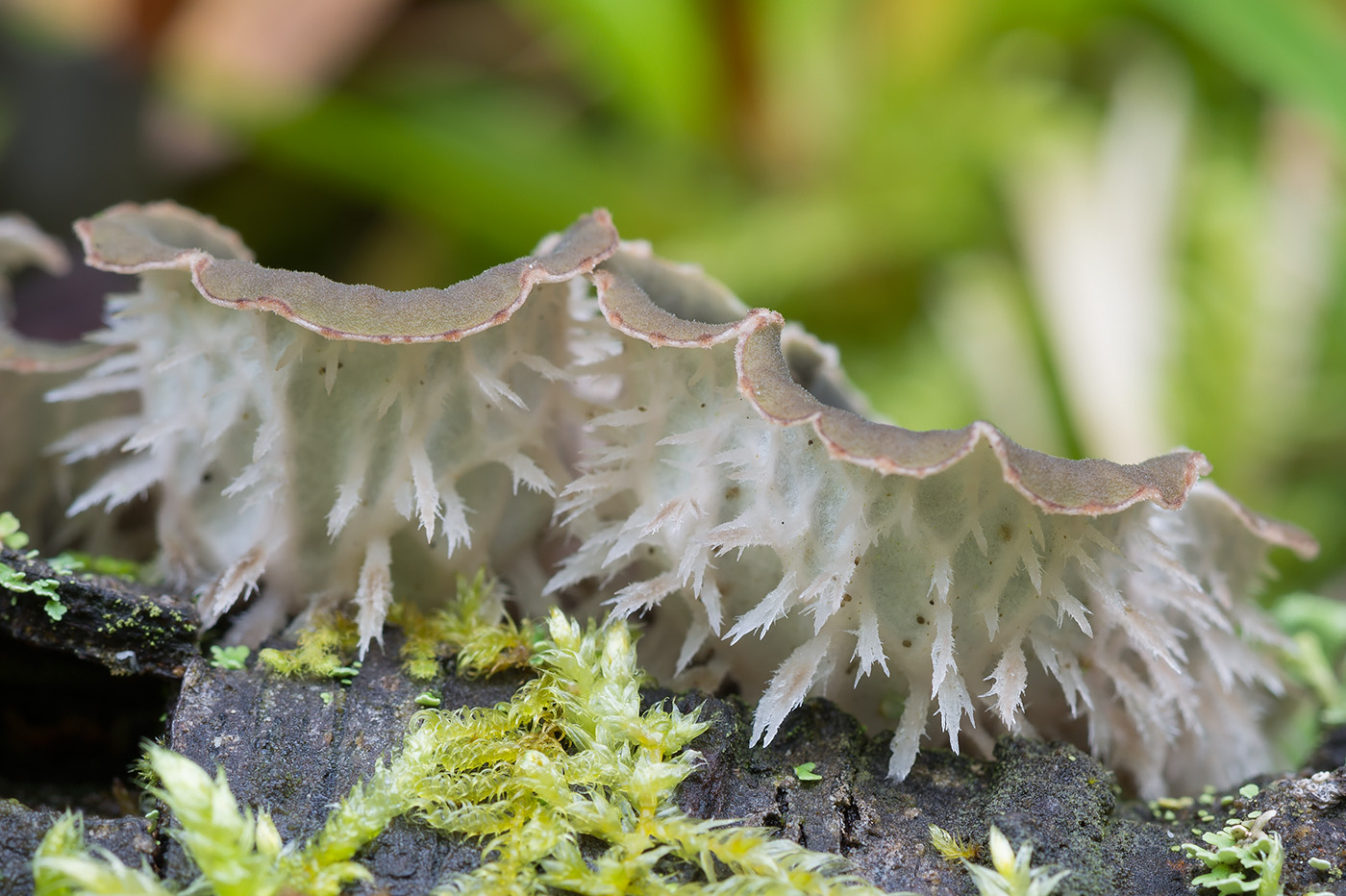 Image of Peltigera canina specimen.