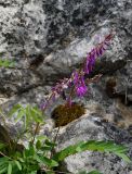 Hedysarum branthii. Верхушки побегов с соцветиями. Якутия, Алданский р-н, в 6 км выше по течению г. Томмот, левый берег р. Алдан. 27.06.2016.